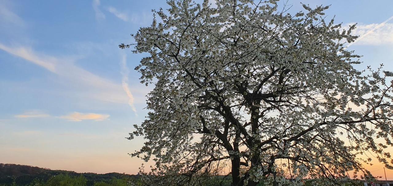 Skalny Widok Villa Hucisko  Bagian luar foto